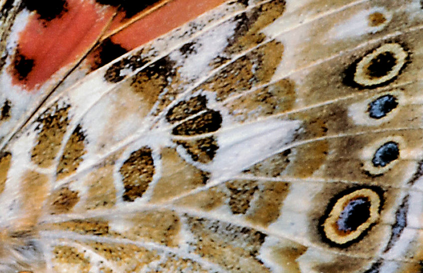 Vanessa cardui sulle lantane